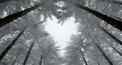 Prvý sneh, tichý boj