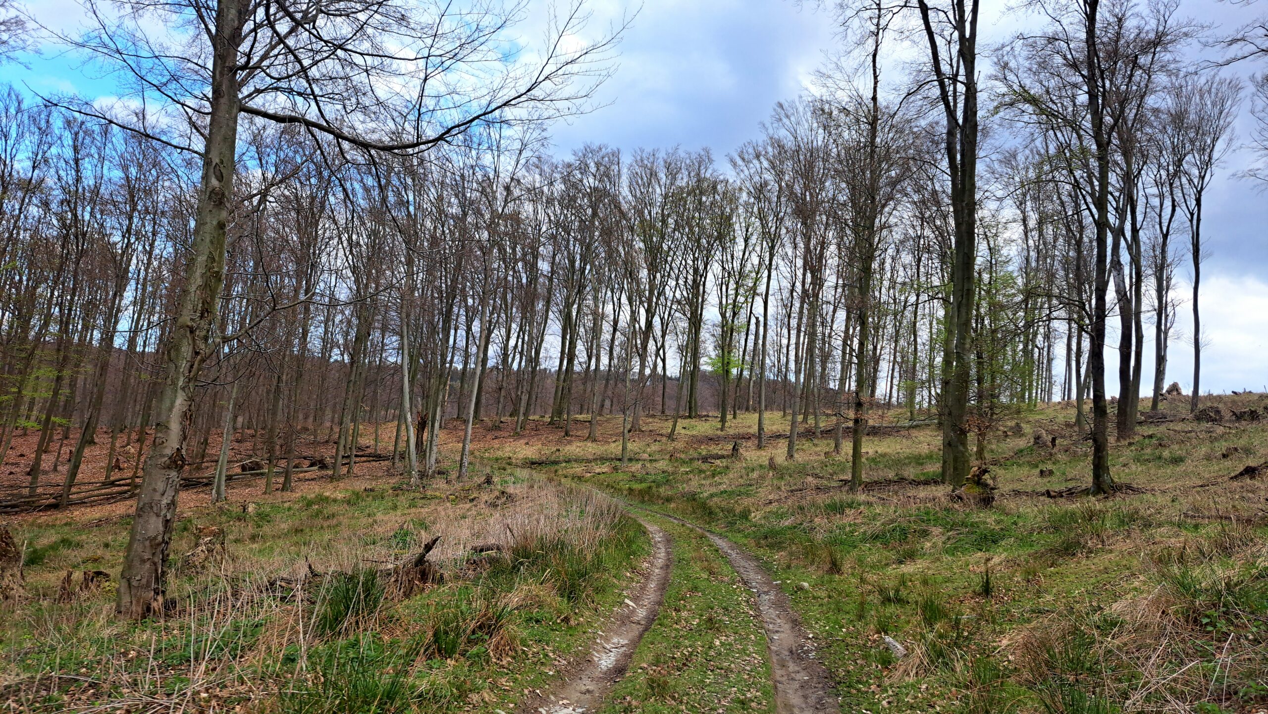 Keď sa svet dozvie, že les je ten najlepší lekár